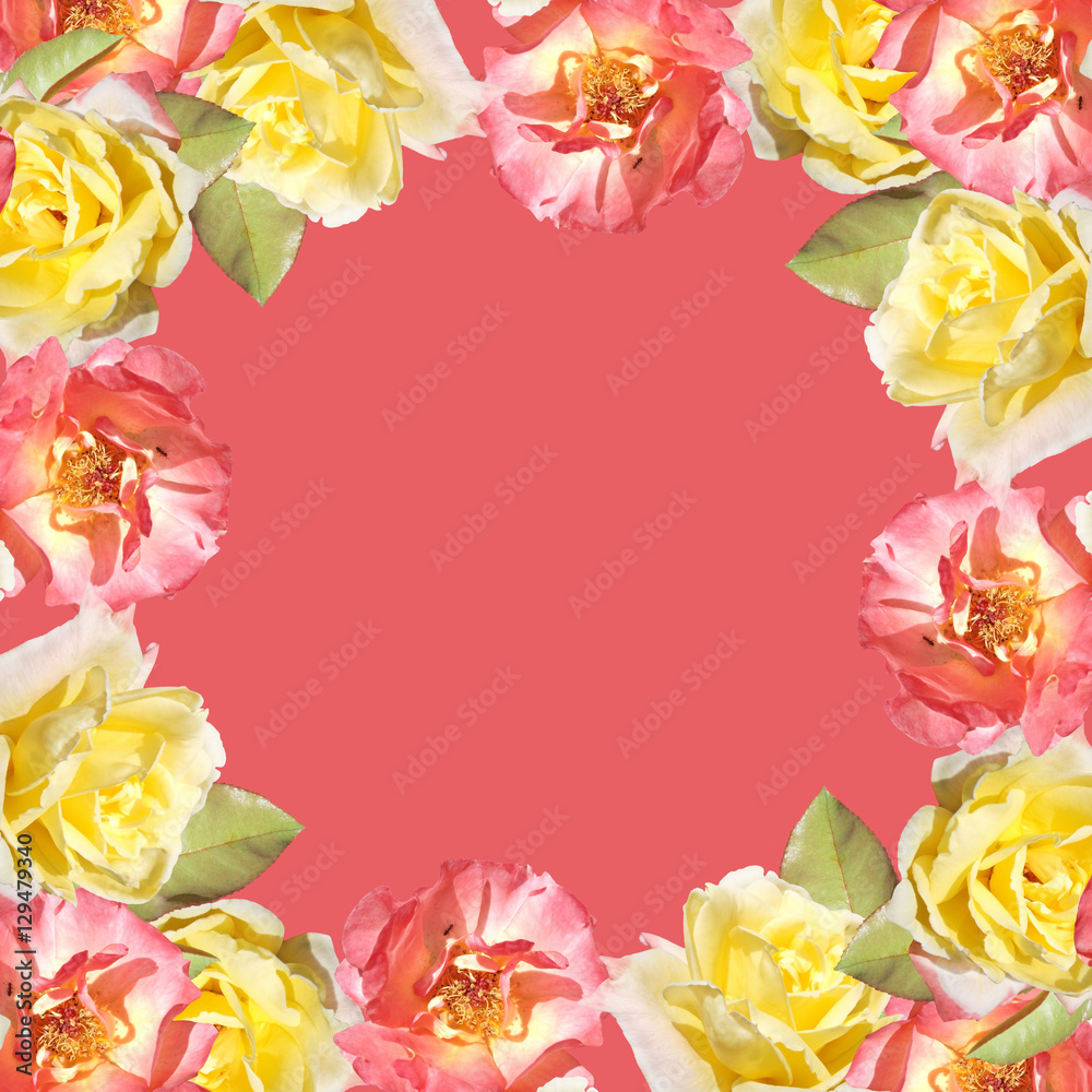Beautiful floral background of pink and yellow roses 