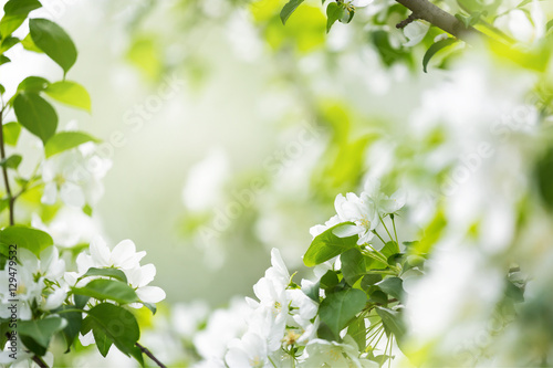 White spring flowers