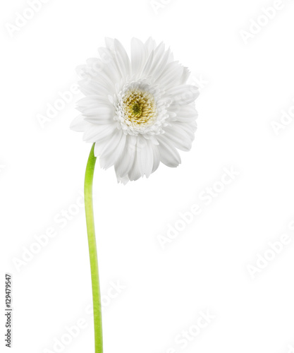 One white flower