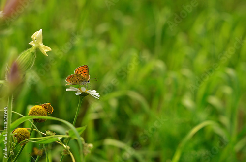 Butterfly sitting on camomile flower, beautiful summer background with copy space