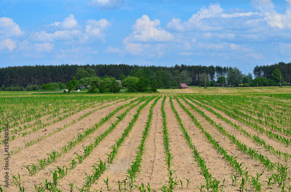 Corn field, rows of young corn, rural house in the background Corn field, rows of young corn, rural house in the background