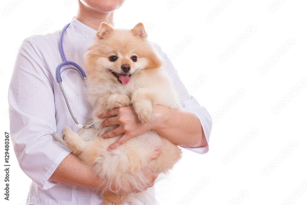 The vet is holding the dog breed Spitz.