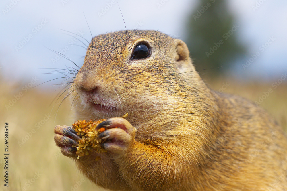 Eating Ground Squirrel
