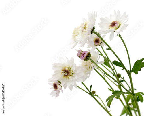 flower white chrysanthemum on a long stem with green leaves isolated white background