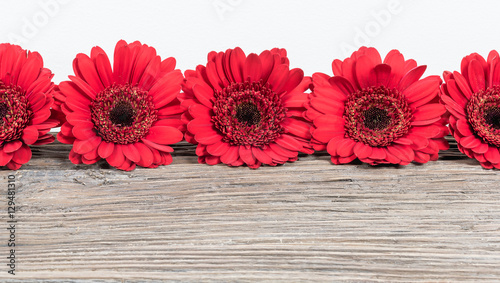 Fototapeta Naklejka Na Ścianę i Meble -  Red Gerbera Daisy flowers border.
