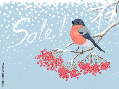 Winter sale card with bullfinch on the rowan