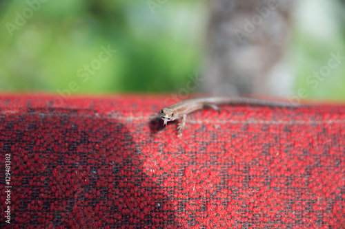 Lizard tongue photo