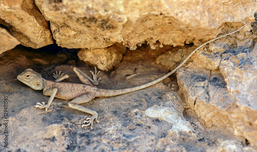Desert (Pale) Agama - Trapelus  mutabilis, Judean Desert, Israel. Sandy grey Desert Agama camouflaged in Azgad Canyon and Ashalim river of Dead Sea Valley in Israel. photo