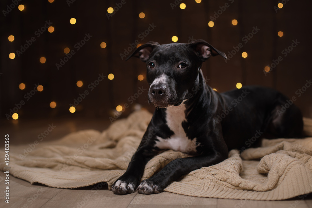 Happy New Year, Christmas, pet in the room. Pit bull dog, holidays and celebration Happy New Year, Christmas, pet in the room. Pit bull dog, holidays and celebration