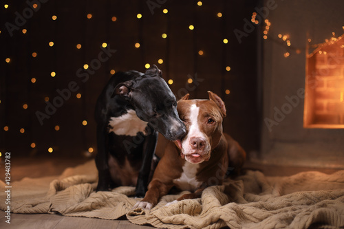 Fototapeta Naklejka Na Ścianę i Meble -  Happy New Year, Christmas, pet in the room. Pit bull dog, holidays and celebration