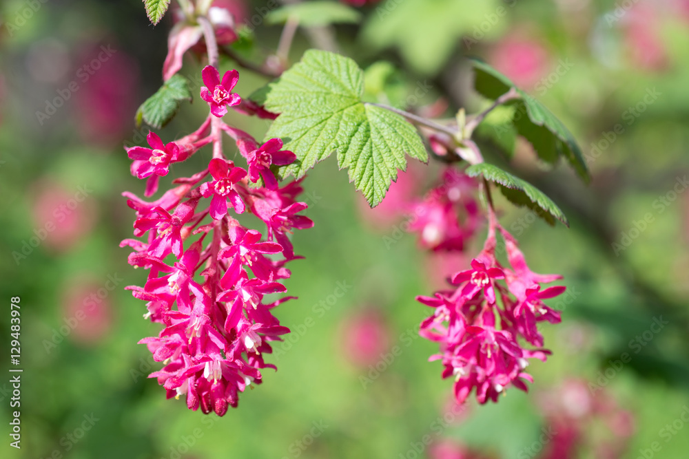 Flowers Ribes sanguineum Flowers Ribes sanguineum