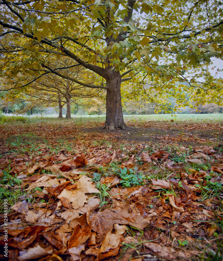 Platanus tree at autumn Platanus tree at autumn