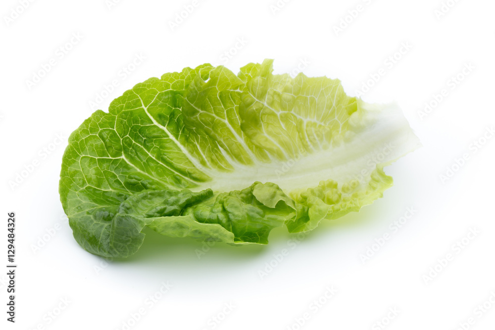 Fresh Lactuca sativa leaf isolated on white background. Fresh Lactuca sativa leaf isolated on white background.