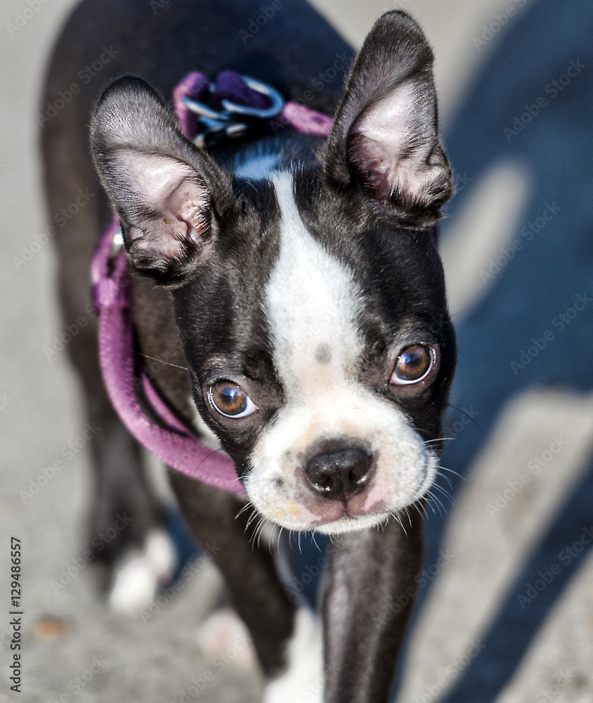 Close up of Boston Terrier dog looking at camera