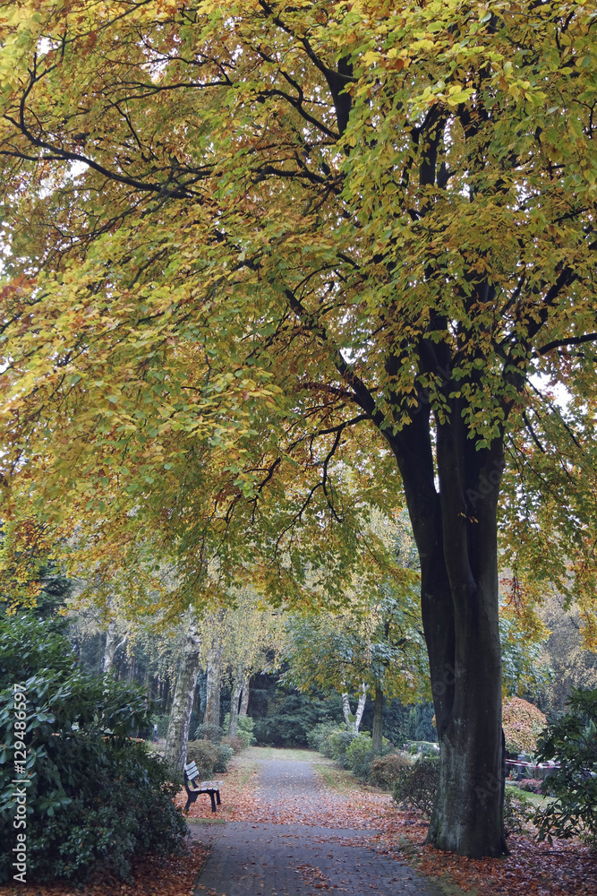 Fototapeta premium colorful autumn in a park
