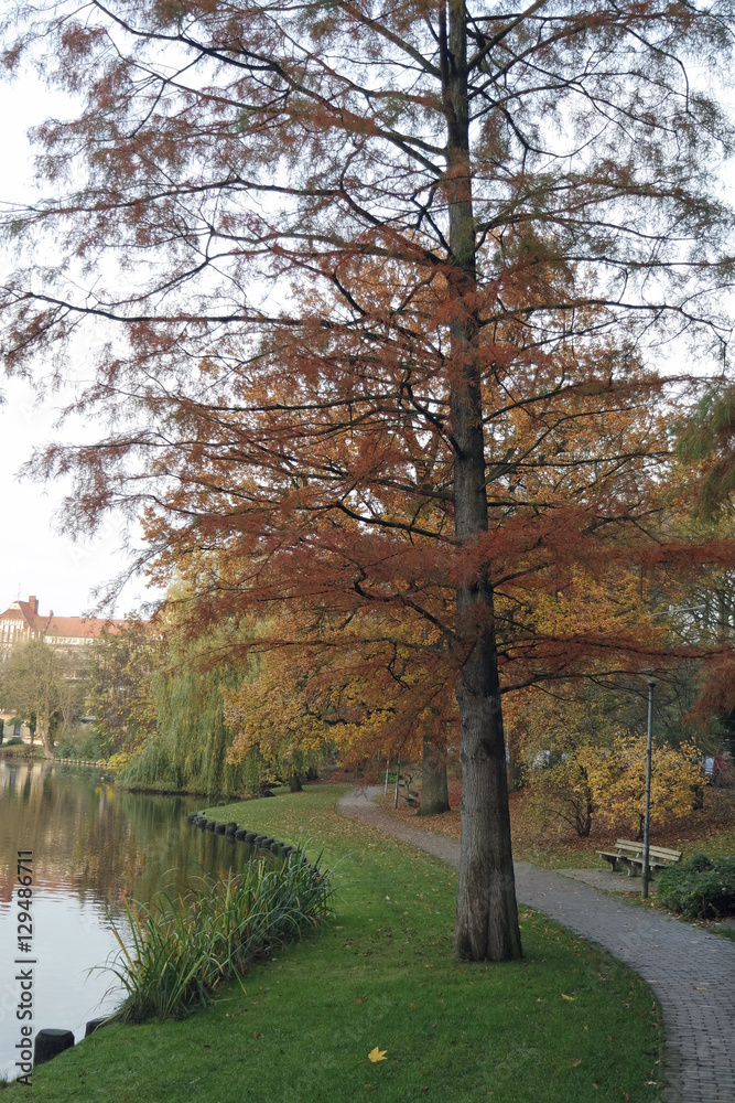 Fototapeta premium colorful autumn in a park