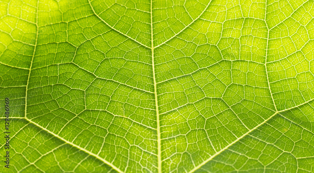 green leave texture green leave texture