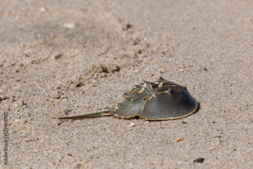 Horseshoe Crab on New Jersey Beach
