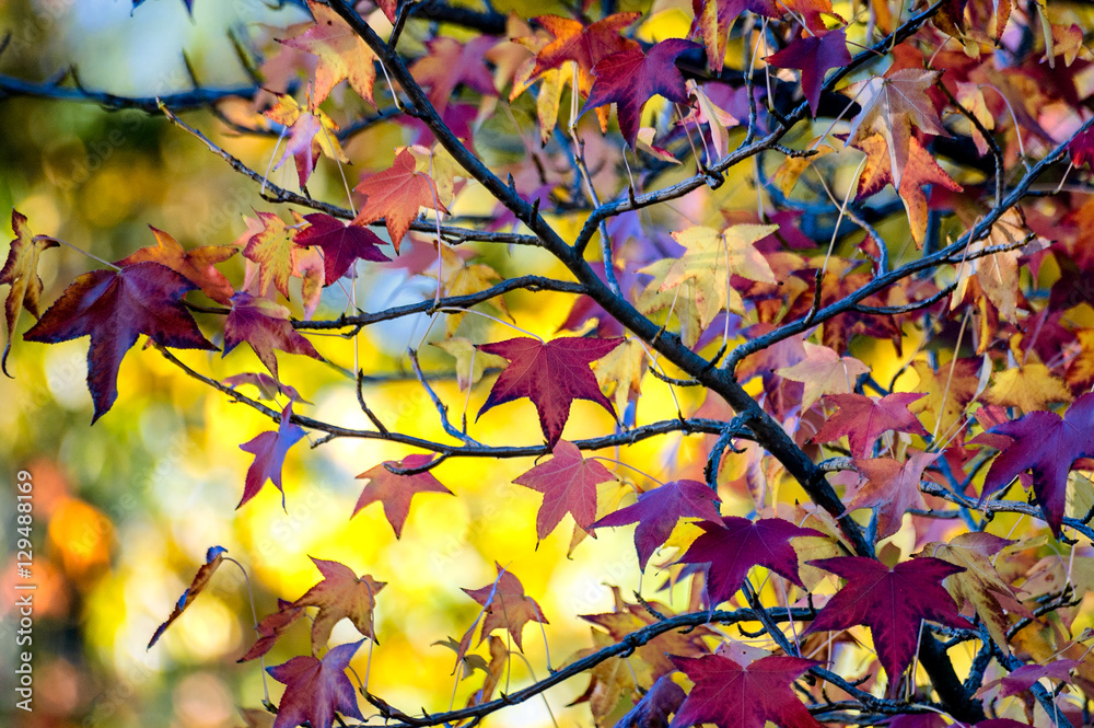 Autumn  leaves with yellow, green background; focus on leaves