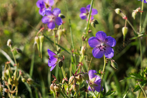 Purple flowers in grass. Slovakia