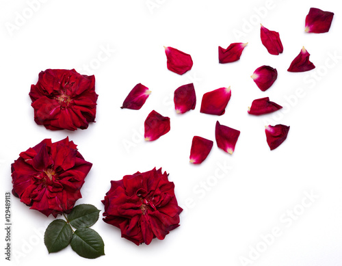 Big red roses flowers with rose petals on white surface
