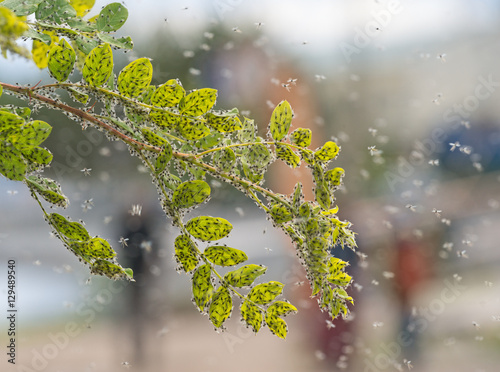 Swarm of mosquitoes Chironomidae clinging to branch of acacia. photo