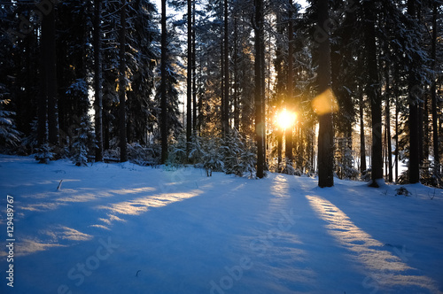 Sun rays on the snow
