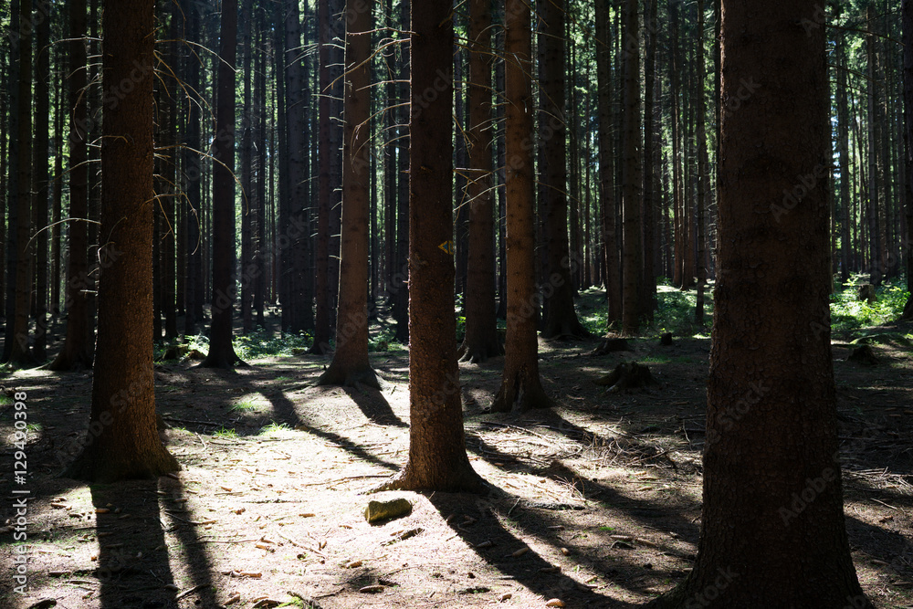 Sun and shadows in forest. Slovakia Sun and shadows in forest. Slovakia