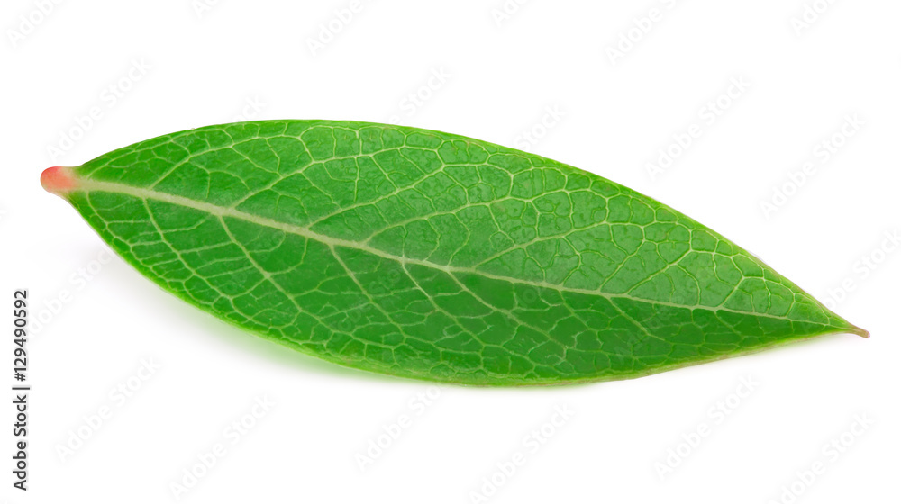 Obraz premium Blueberry leaf isolated on a white background with clipping path