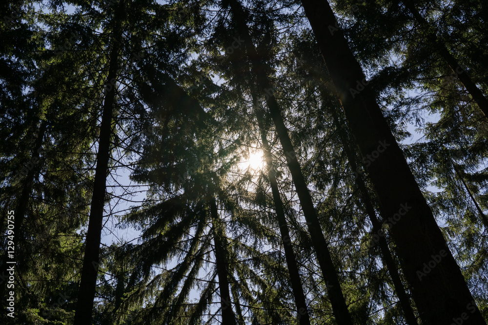 Fototapeta premium Sun and shadows in forest. Slovakia