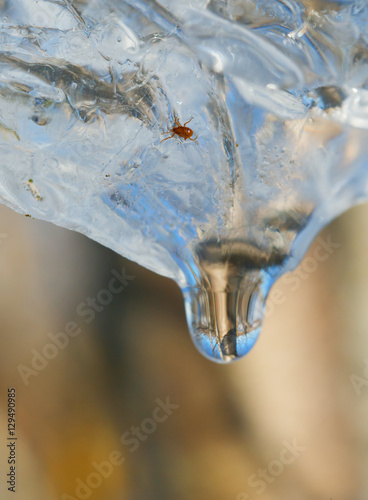 Tiny mite marssi in ice and spring thaw.