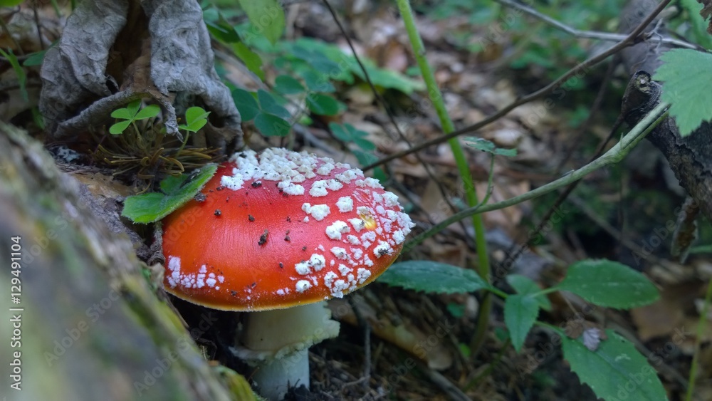 Amanita muscaria, mushroom. Slovakia Amanita muscaria, mushroom. Slovakia
