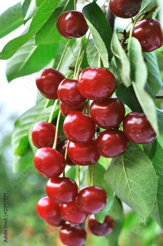 Photo ripe sweet cherries on a tree