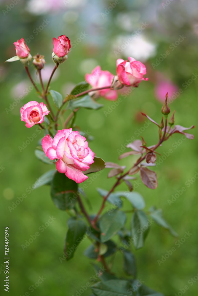 Shrub roses in the garden. Shrub roses in the garden.