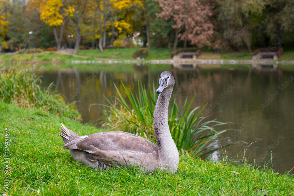 Grey Swan on the grass near the lake. Grey Swan on the grass near the lake.