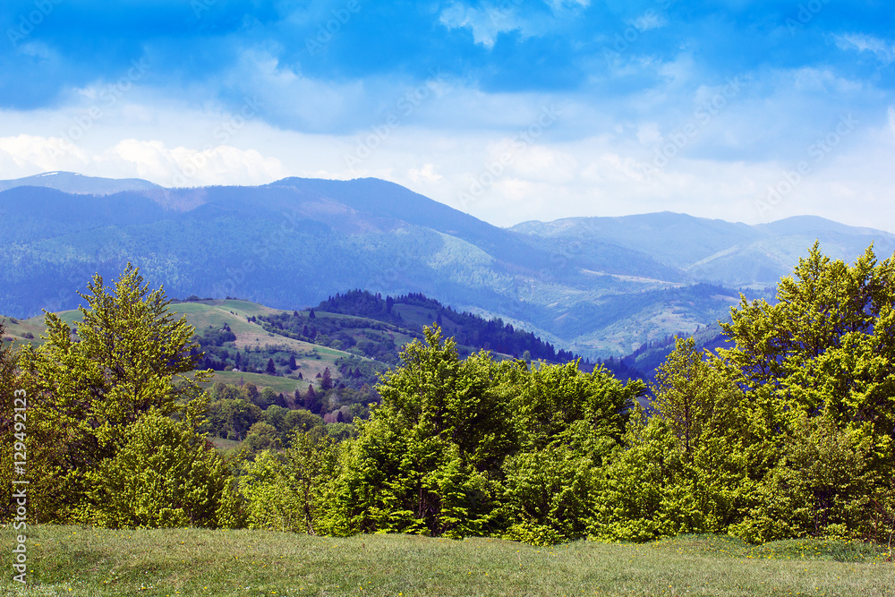 landscape of a Carpathians mountains with green trees and fir-tr landscape of a Carpathians mountains with green trees and fir-tr