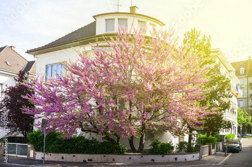 Fototapet Beautiful Judas Tree in purple bloom in front of a house residence