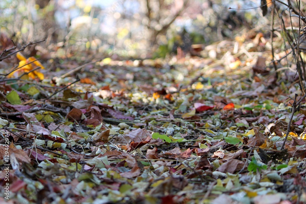 path path
