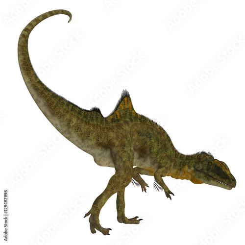 Concavenator Dinosaur Tail - Concavenator was a carnivorous theropod dinosaur that lived in Spain in the Cretaceous Period.