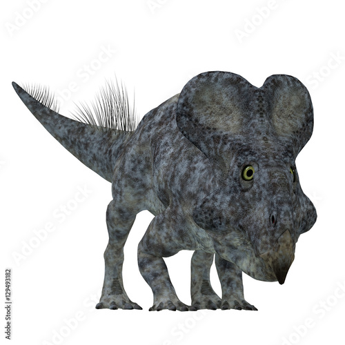 Protoceratops Dinosaur on White - Protoceratops was a herbivorous Ceratopsian dinosaur that lived in Mongolia in the Cretaceous Period.