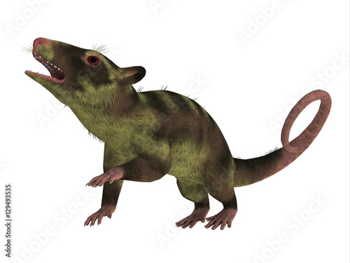 Purgatorius Primate on White - Purgatorius is an example of the first primate that lived in Montana in the Cretaceous Period. photo