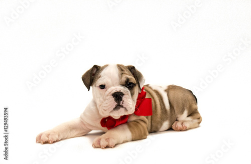 English Bulldog Puppy with Red Bow