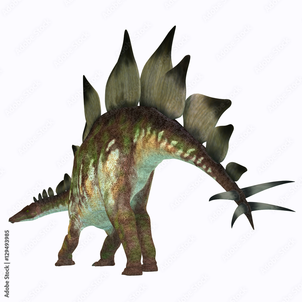 Fototapeta premium Ogon dinozaura stegozaura - Stegozaur był opancerzonym roślinożernym dinozaurem, który żył w Ameryce Północnej w okresie jurajskim.