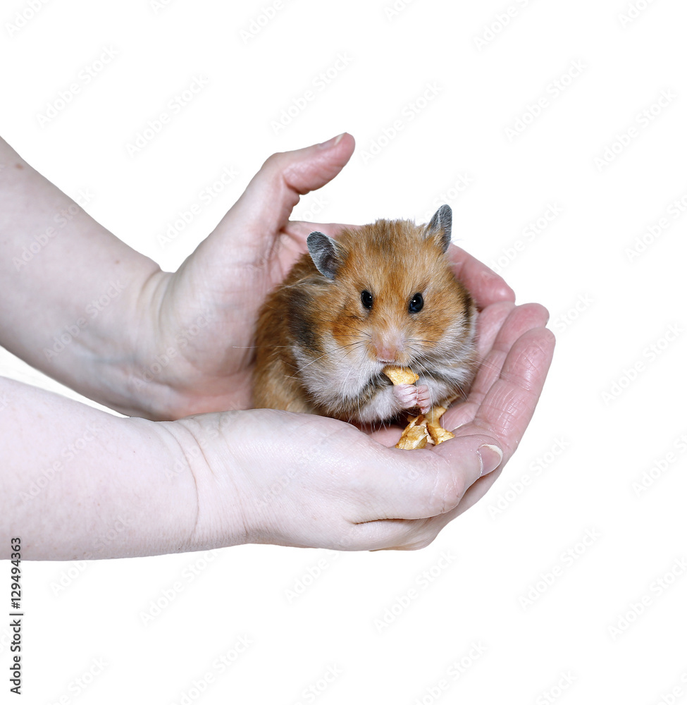 Hamsters With Food In Cheeks