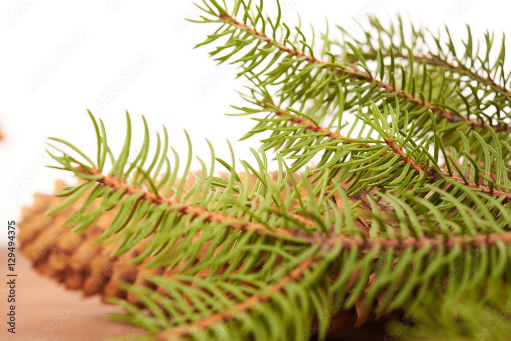 spruce cones on a white background