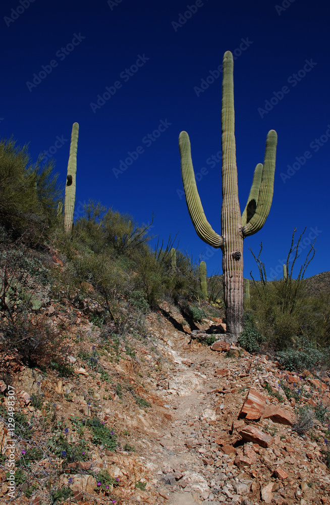 Trail to Wasson Peak in Saguaro National Park near Tucson, Arizona