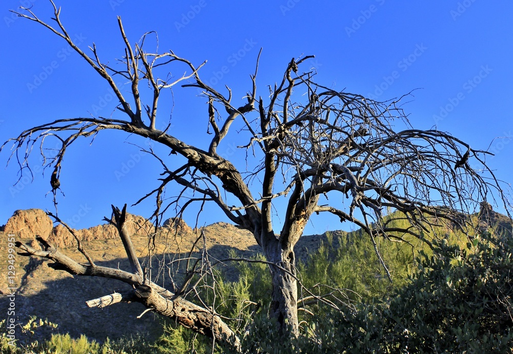Southern Arizona Landscapes featuring Cactus, Mountains, Desert Trees and Beautiful Skies Southern Arizona Landscapes featuring Cactus, Mountains, Desert Trees and Beautiful Skies