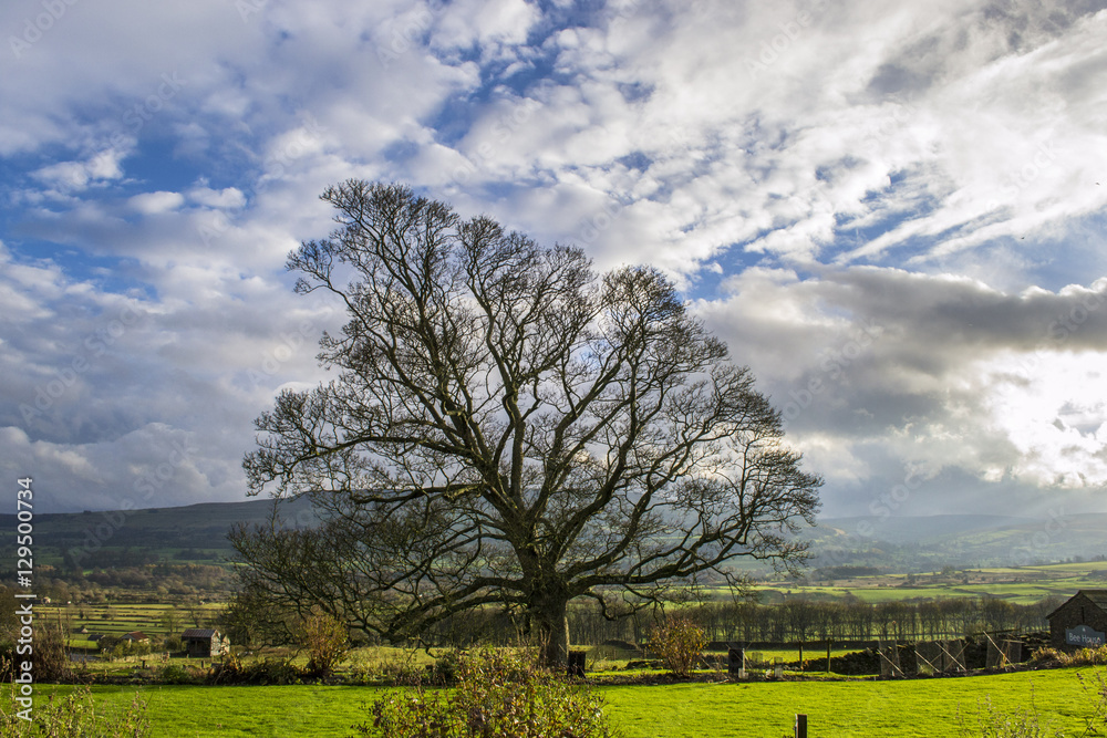 Obraz premium Tree in Summer