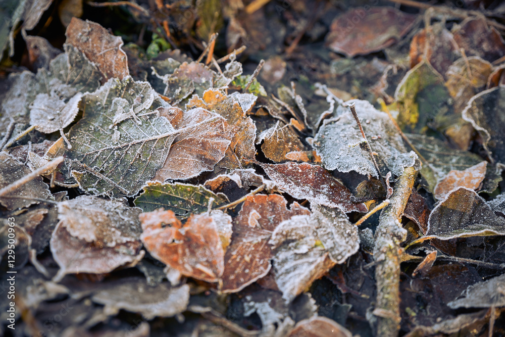 Frozen autumn frost cold morning ice leaves background Frozen autumn frost cold morning ice leaves background