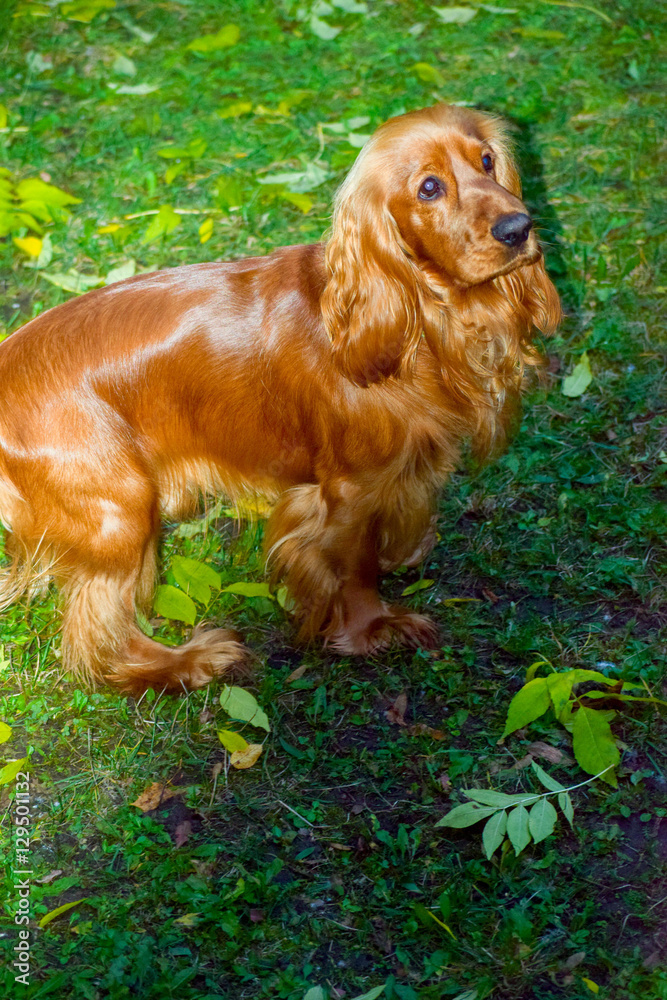 Red-haired Spaniel on a walk in the autumn Park.